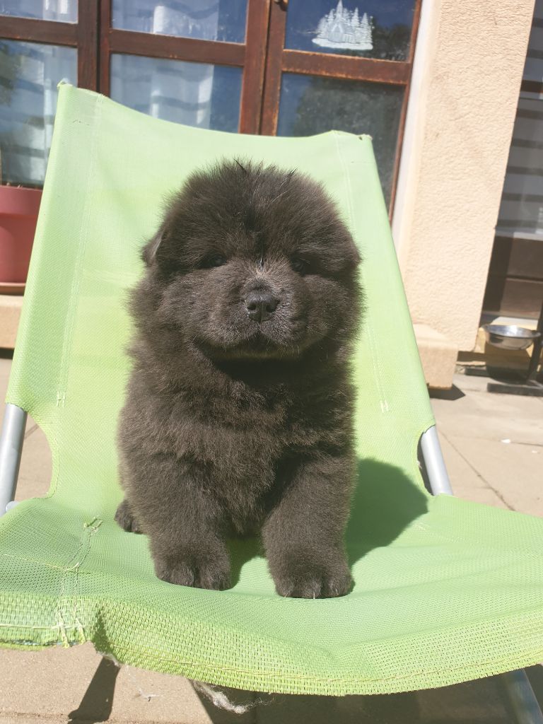 Little Blue Bears - Chiot disponible  - Chow Chow
