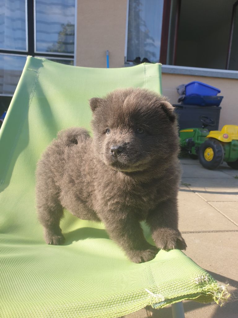Little Blue Bears - Chiot disponible  - Chow Chow